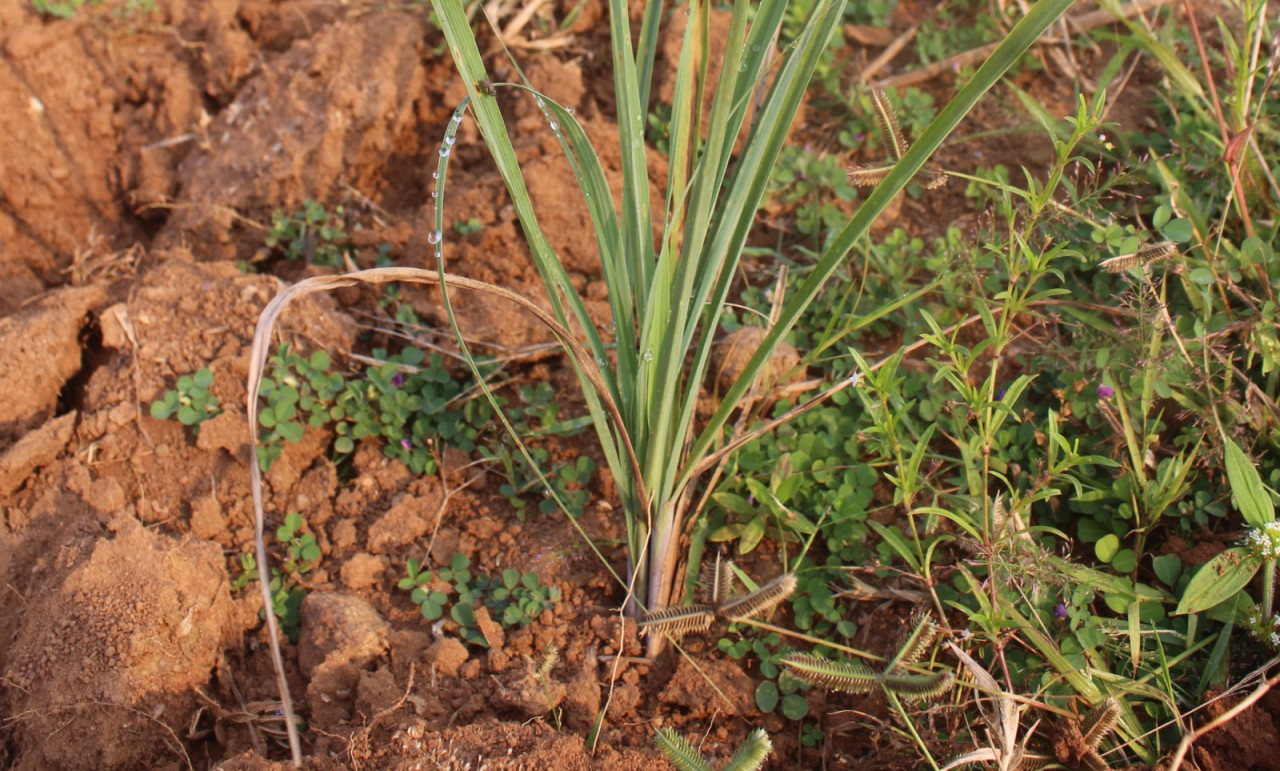 रायपुर : लेमनग्रास -किसानों के लिए कम पानी में ज्यादा कमाई का साधन