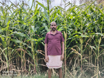 रायपुर : ग्रीष्मकालीन धान के स्थान पर दलहन और मक्का को अपना रहे सरगुजा के किसान