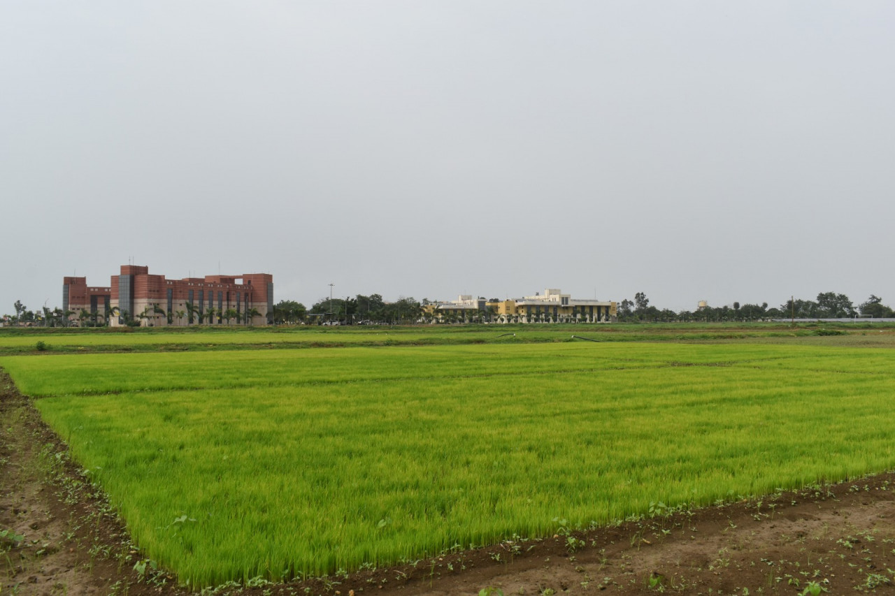 रायपुर : विलंबित मानसून के बीच धान किसानों के लिए आईसीएआर-एनआईबीएसएम की विशेष सलाह