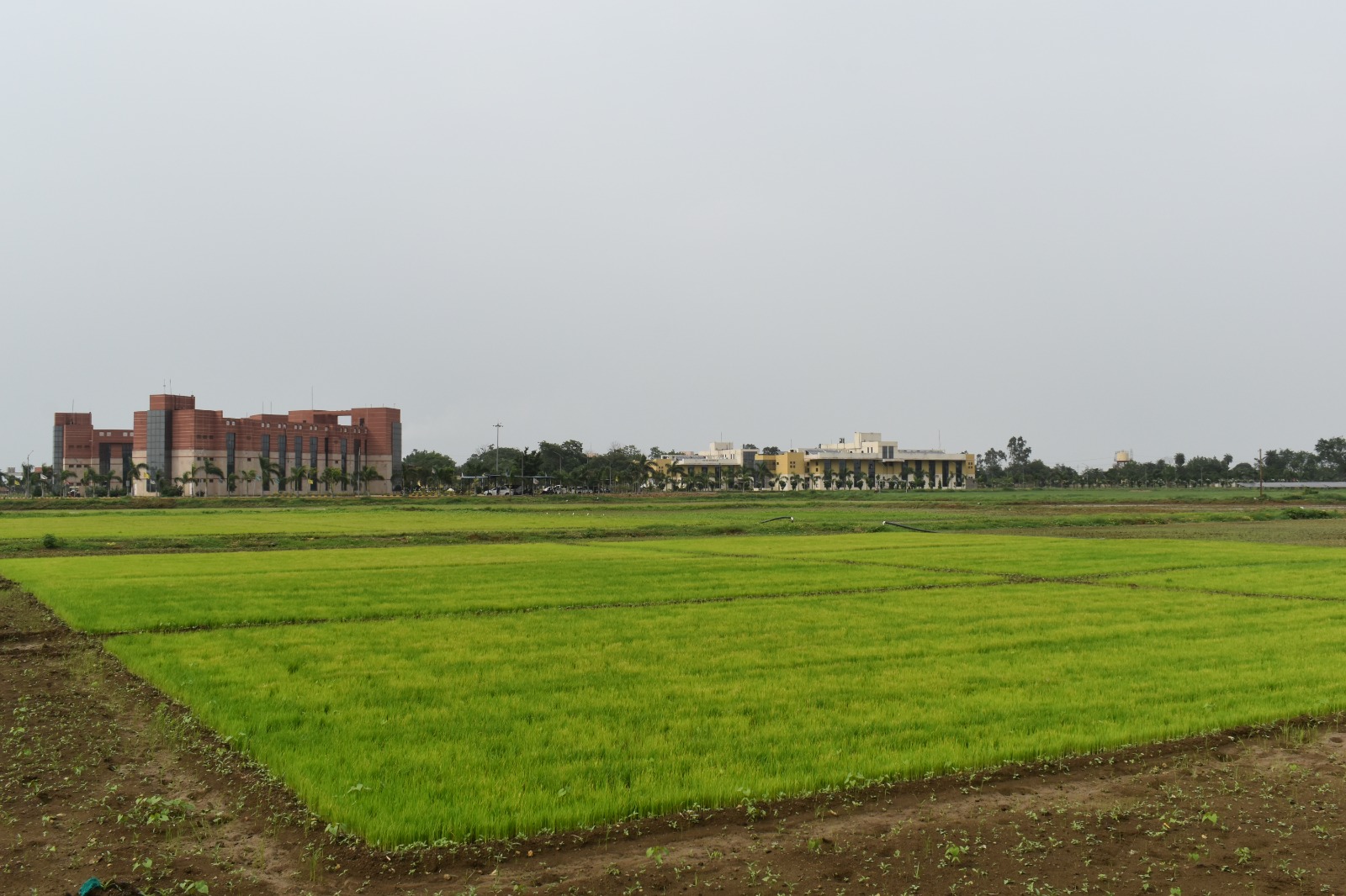 विलंबित मानसून: धान किसानों के लिए भारतीय कृषि अनुसंधान परिषद–राष्ट्रीय जैविक स्ट्रेस प्रबंधन संस्थान की वैज्ञानिक सलाह जारी